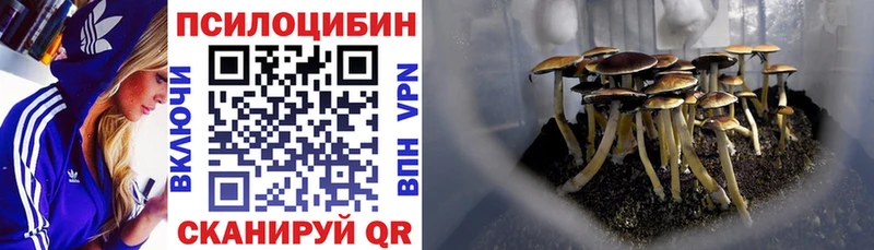 OMG tor  наркота  Суровикино  Псилоцибиновые грибы мухоморы 